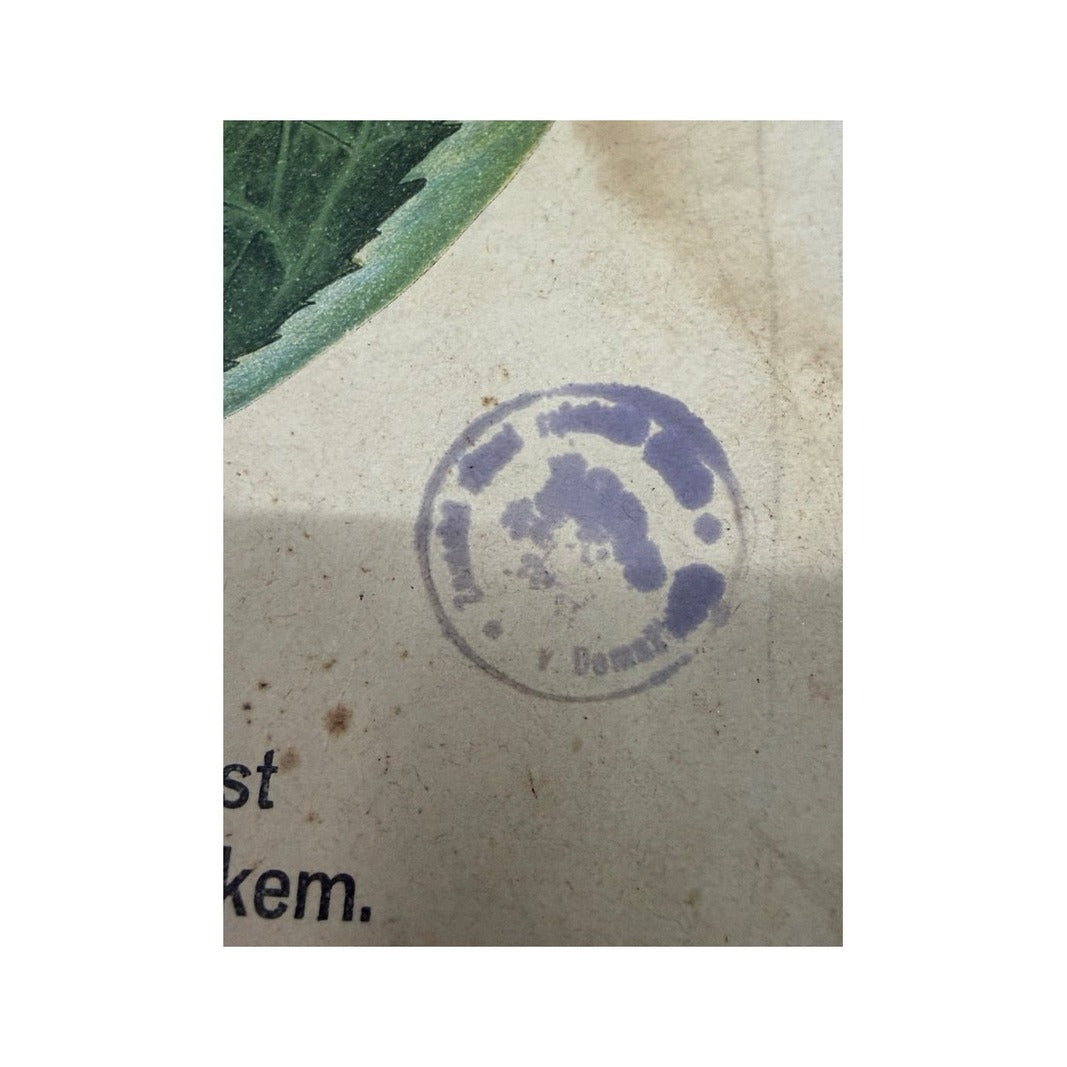 Detalle del sello morado de inventario escolar sobre papel envejecido de la lámina checa del gorgojo del manzano