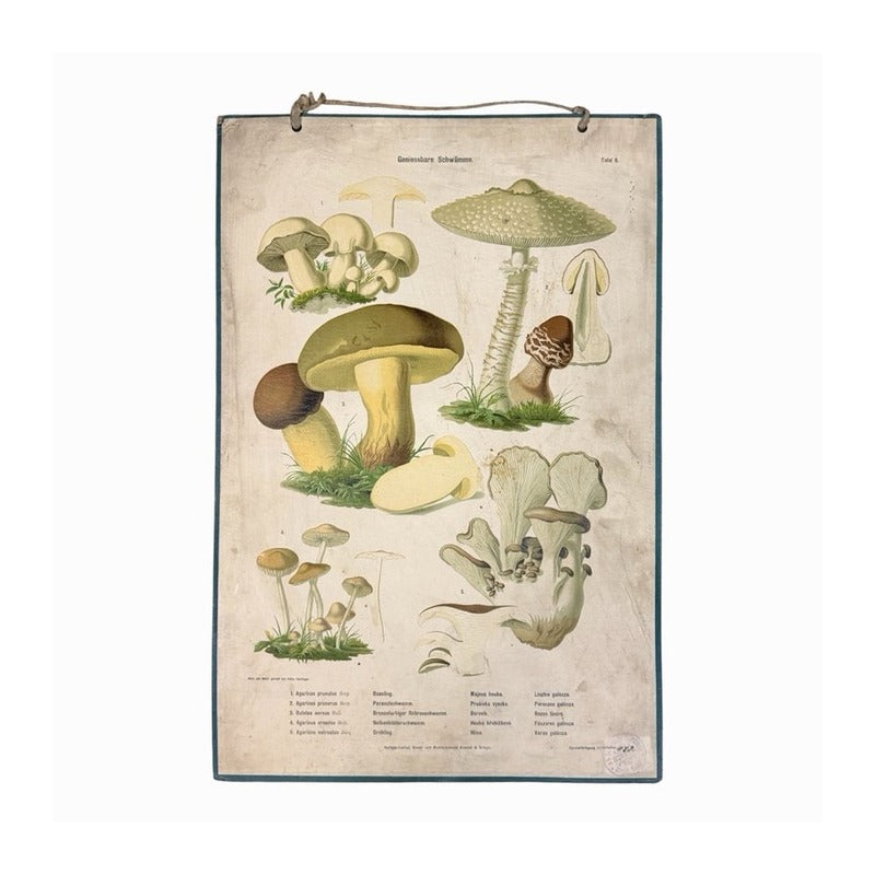 Póster educativo vintage de setas, c. 1885–1905