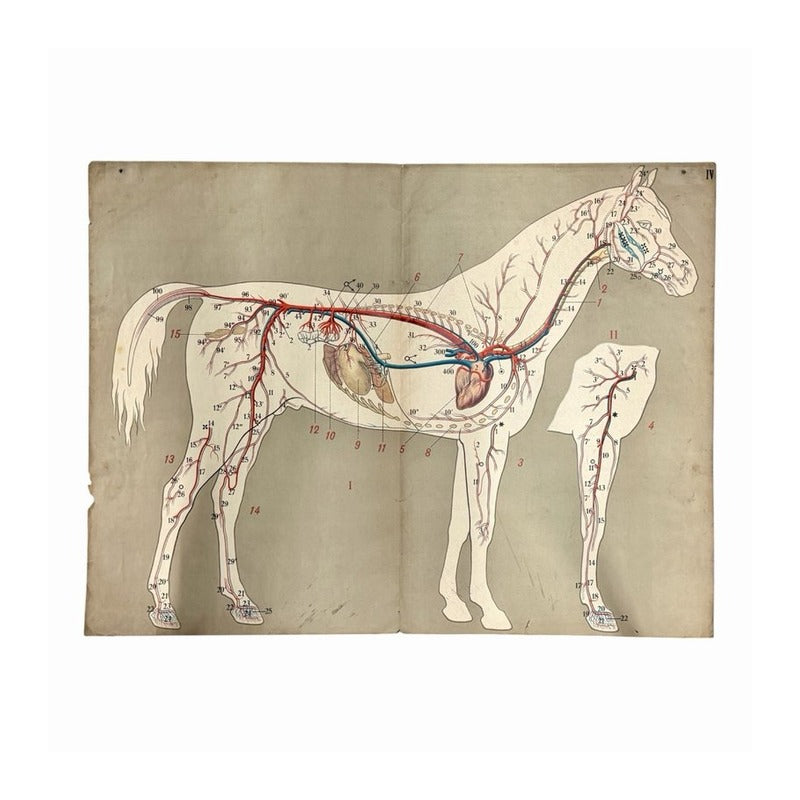 Póster vintage de anatomía equina con sistema circulatorio numerado en rojo y azul sobre papel beige