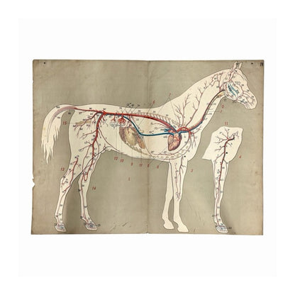 Póster vintage de anatomía equina con sistema circulatorio numerado en rojo y azul sobre papel beige