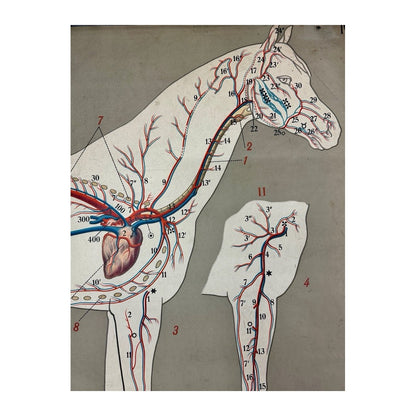 Detalle de la cabeza y el cuello del caballo con vasos circulatorios rojos y azules y esquema de la pata