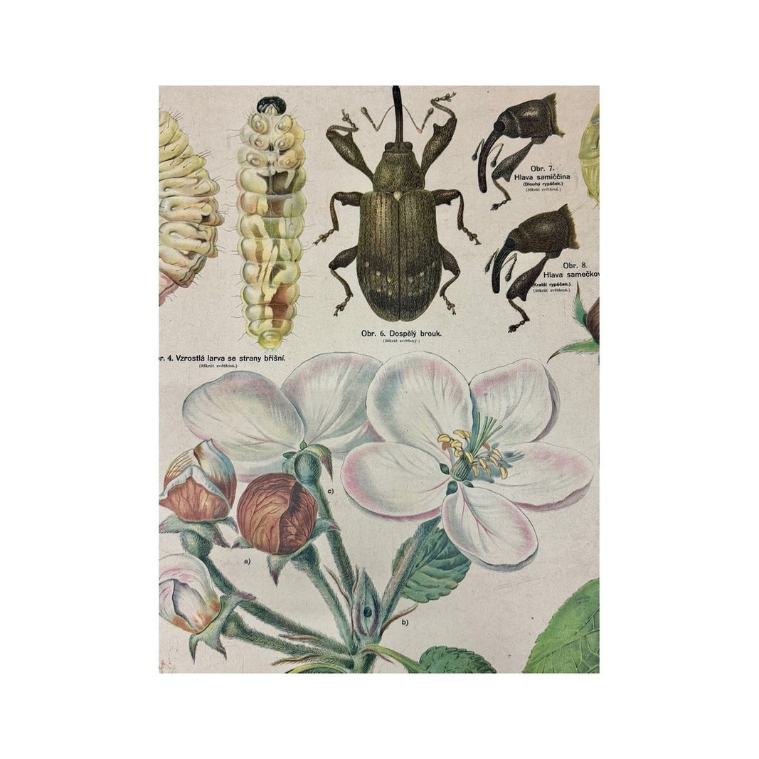 Detalle del gorgojo adulto y sus larvas sobre ilustraciones de flores y capullos de manzano