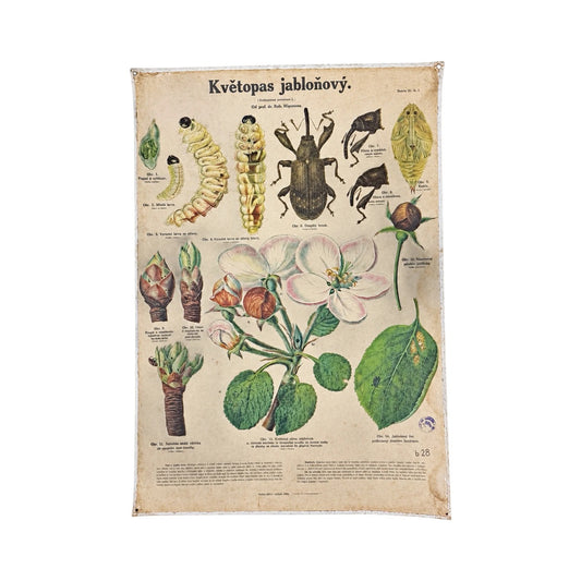 Lámina escolar checa de Josef Unger con gorgojo del manzano, etapas de metamorfosis y rama de flores