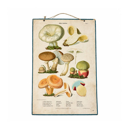 Lámina educativa vintage de setas venenosas con ilustraciones botánicas y borde verde oscuro