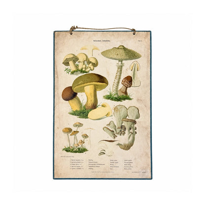 Lámina educativa vintage de setas comestibles con ilustraciones botánicas sobre papel crema
