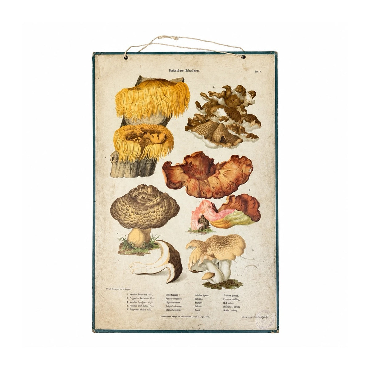Lámina vintage de setas comestibles con ilustraciones botánicas en tonos ocres y marrones sobre papel crema