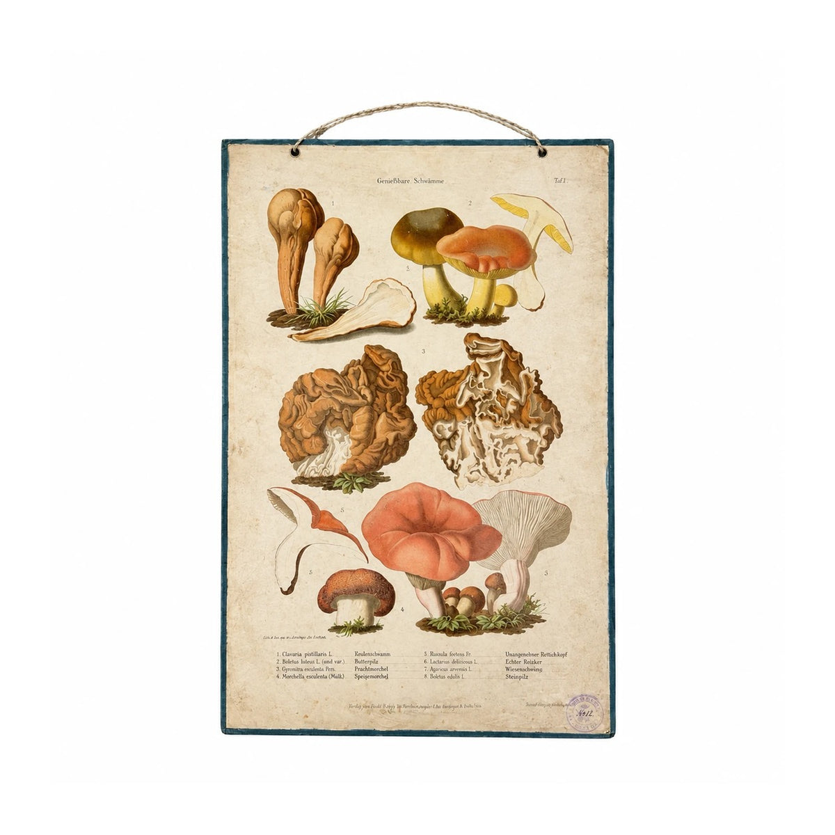 Lámina educativa vintage de setas con ilustraciones botánicas en color, borde verde oscuro y textos en varios idiomas