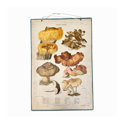 Póster educativo vintage de setas, c. 1885–1905