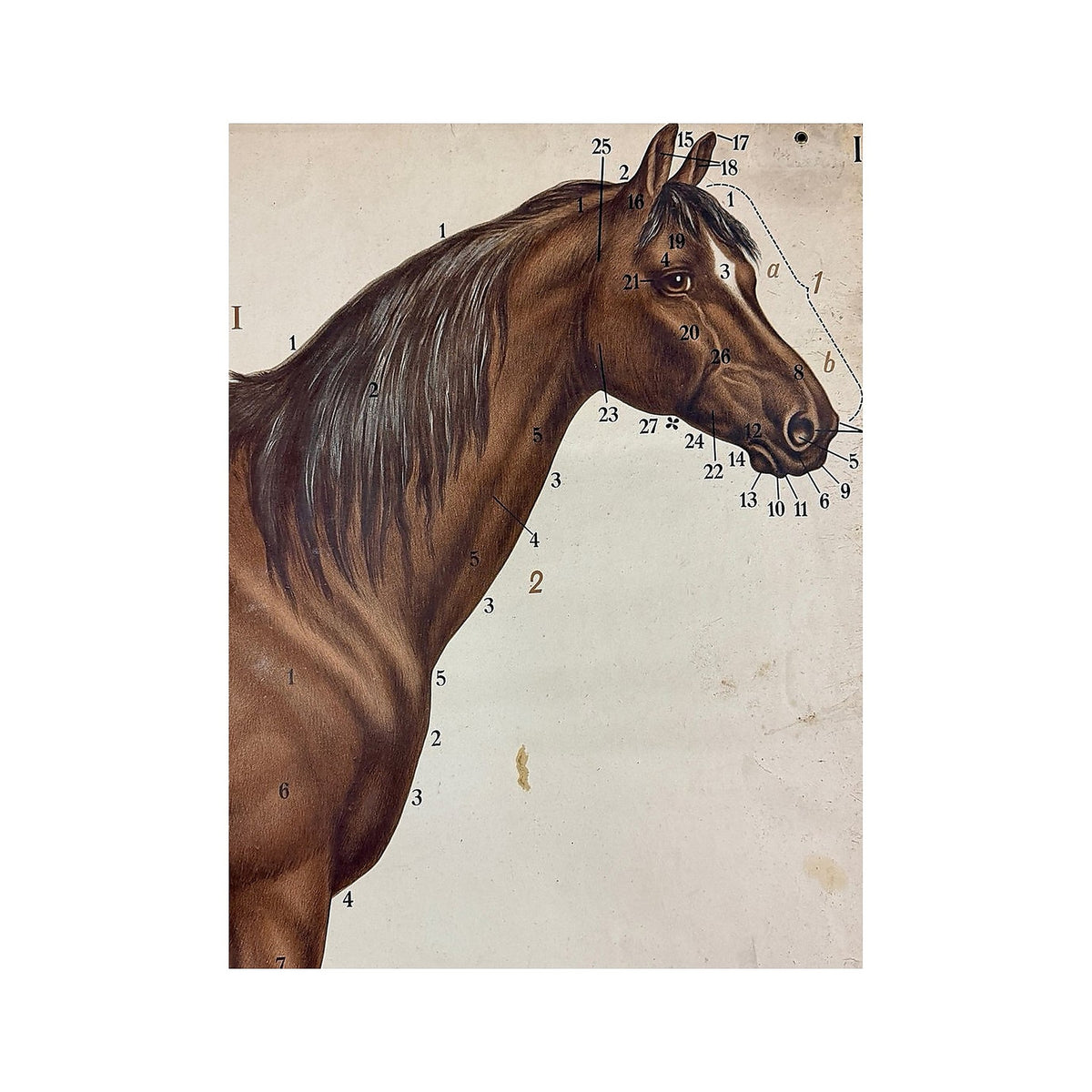 Detalle de la cabeza y el cuello del caballo marrón con numeración anatómica
