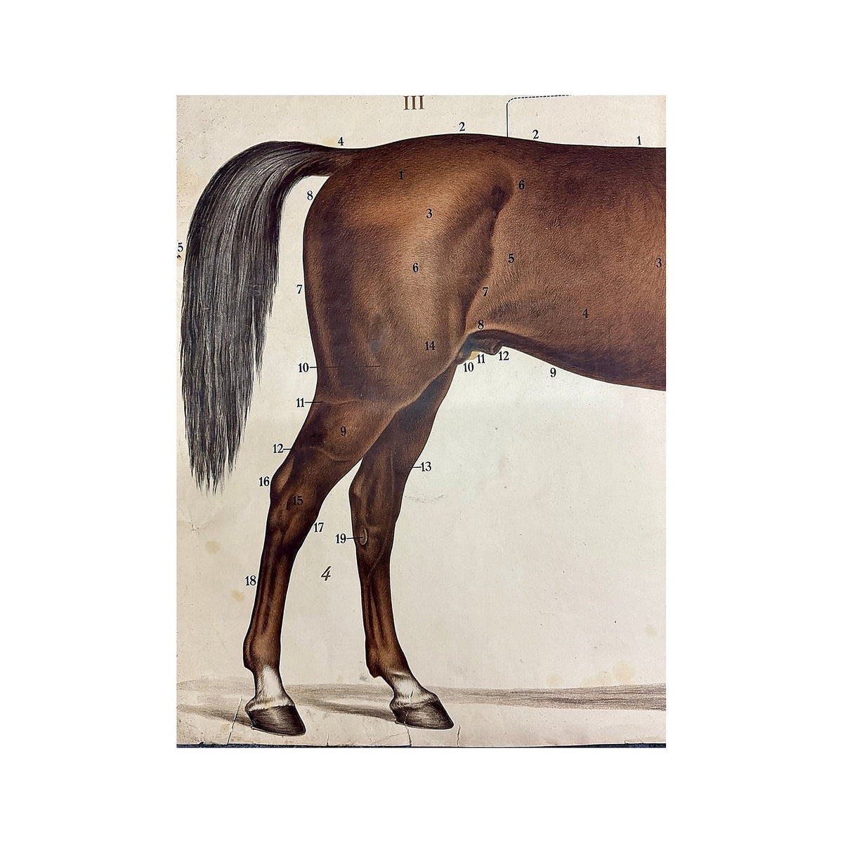 Detalle de la grupa y las patas traseras del caballo marrón con marcas anatómicas numeradas