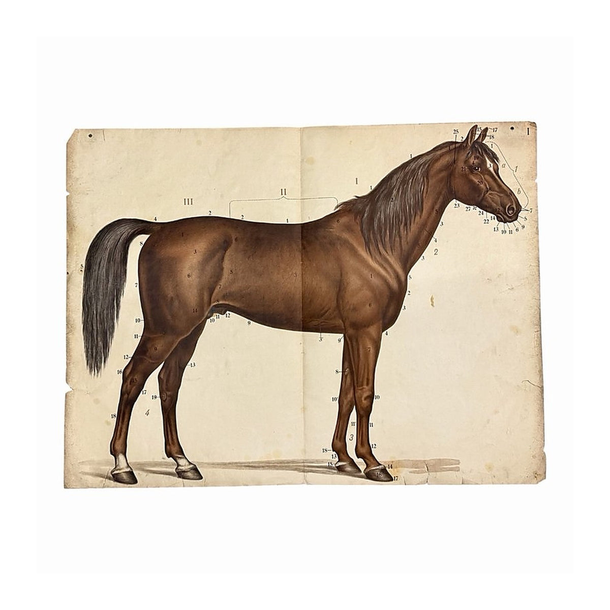 Póster vintage de anatomía equina con caballo marrón de perfil y marcas numeradas sobre fondo crema